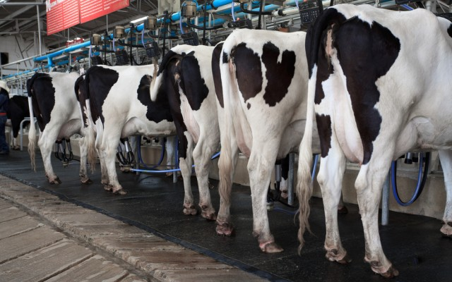 Ganadería y el ordeño de la leche